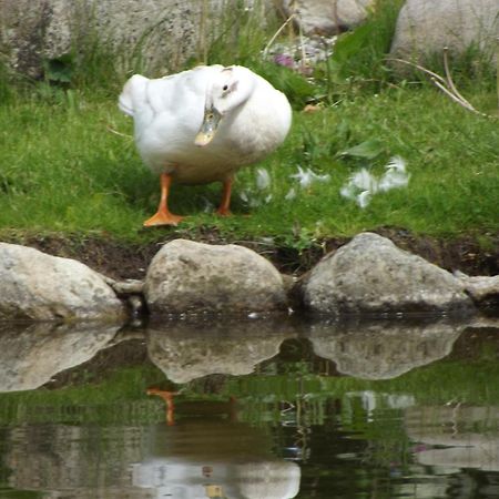 Cosy Ground Floor Disabled Friendly Room In Farm House Llandderfel Eksteriør bilde