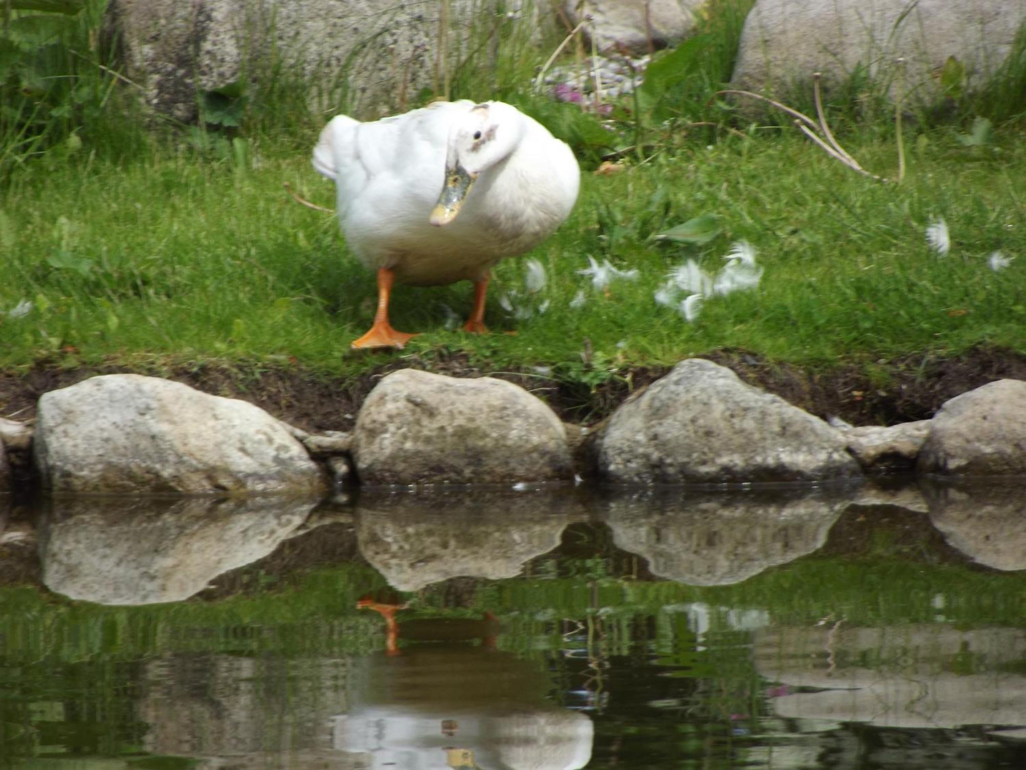 Cosy Ground Floor Disabled Friendly Room In Farm House Llandderfel Eksteriør bilde